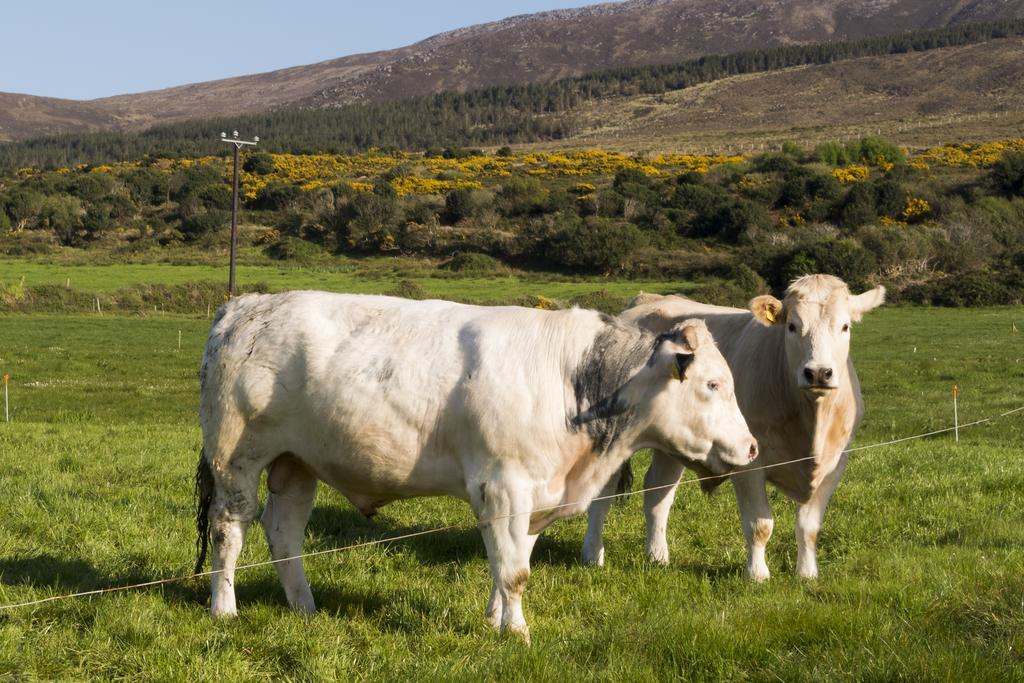 Fort Farmhouse B&B Castlegregory Buitenkant foto